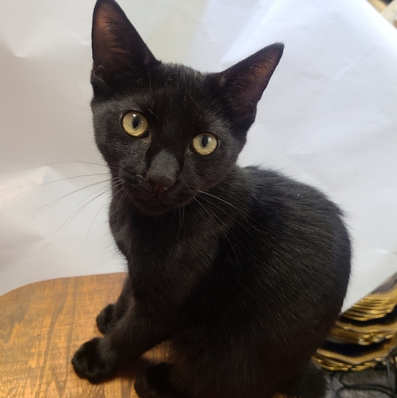 Prices and reasonable offers chart - Picture 3 of 8